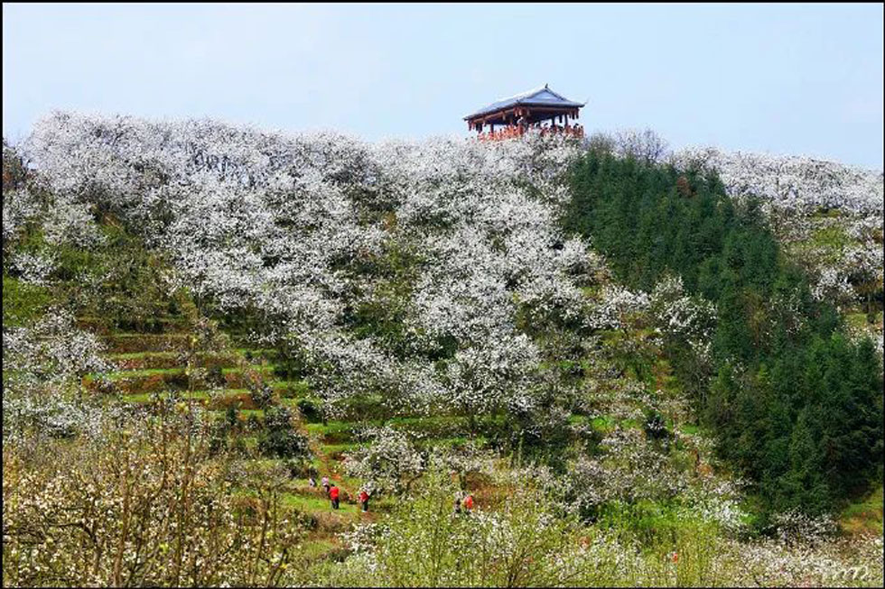 【春天，广西桂林灌阳县向您发出邀请！】我们在灌阳看梨花 - 游山玩水 - 台州生活社区 - 台州28生活网 tz.28life.net