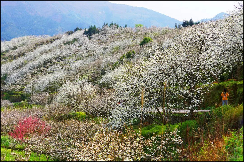 【春天，广西桂林灌阳县向您发出邀请！】我们在灌阳看梨花 - 游山玩水 - 台州生活社区 - 台州28生活网 tz.28life.net