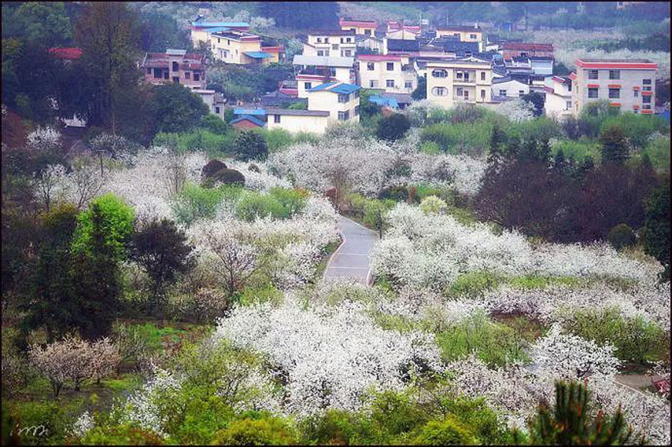 【春天，广西桂林灌阳县向您发出邀请！】我们在灌阳看梨花 - 游山玩水 - 台州生活社区 - 台州28生活网 tz.28life.net