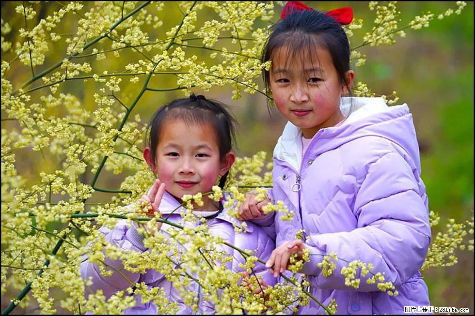 【春天，广西桂林灌阳县向您发出邀请！】米珠山前有片山苍子花在飘香 - 游山玩水 - 台州生活社区 - 台州28生活网 tz.28life.net