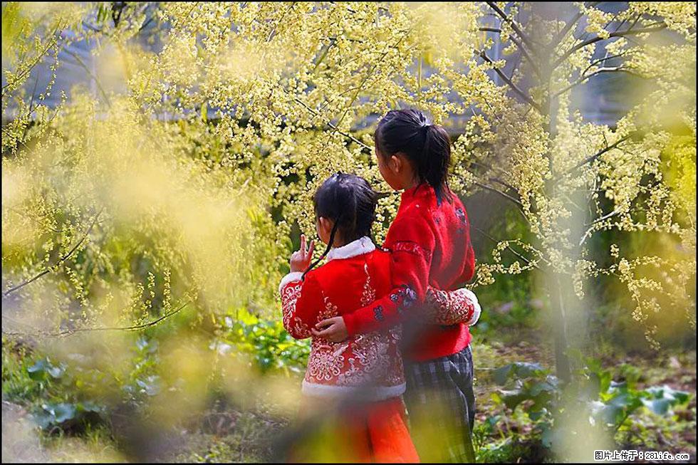 【春天，广西桂林灌阳县向您发出邀请！】米珠山前有片山苍子花在飘香 - 游山玩水 - 台州生活社区 - 台州28生活网 tz.28life.net