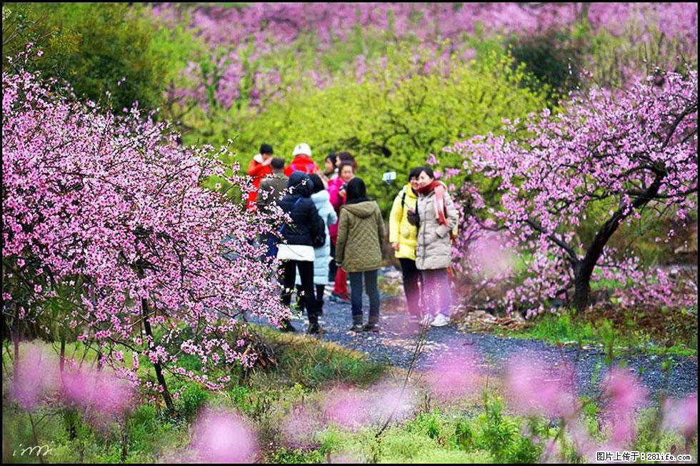 【春天，广西桂林灌阳县向您发出邀请！】官庄村有个醉美的桃花园 - 游山玩水 - 台州生活社区 - 台州28生活网 tz.28life.net