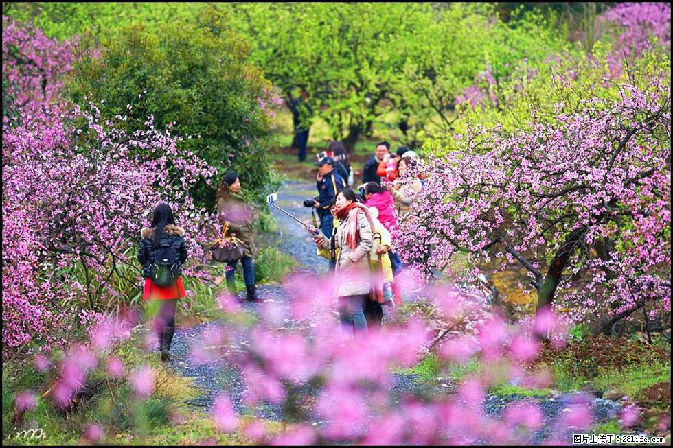 【春天，广西桂林灌阳县向您发出邀请！】官庄村有个醉美的桃花园 - 游山玩水 - 台州生活社区 - 台州28生活网 tz.28life.net