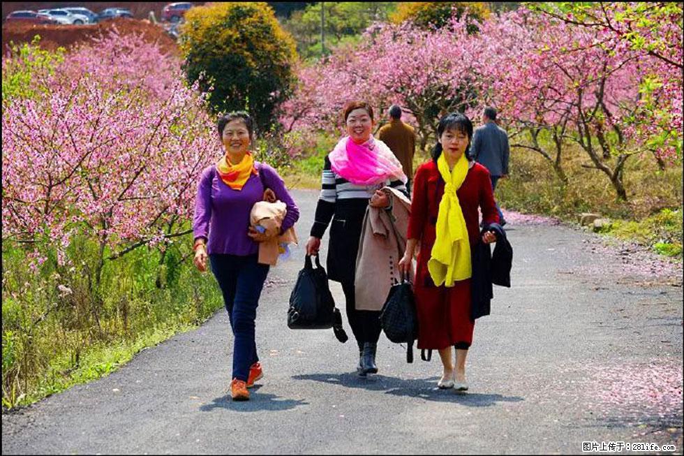 【春天，广西桂林灌阳县向您发出邀请！】官庄村有个醉美的桃花园 - 游山玩水 - 台州生活社区 - 台州28生活网 tz.28life.net