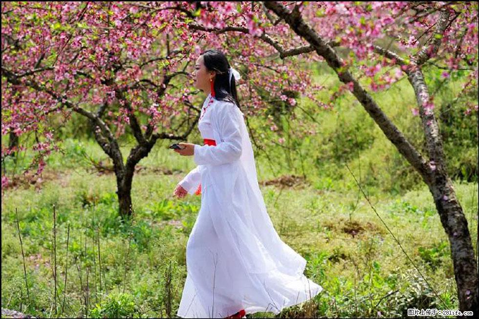 【春天，广西桂林灌阳县向您发出邀请！】官庄村有个醉美的桃花园 - 游山玩水 - 台州生活社区 - 台州28生活网 tz.28life.net