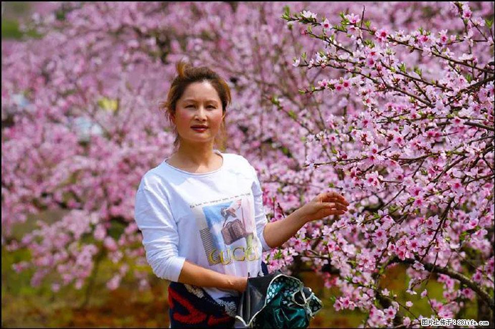 【春天，广西桂林灌阳县向您发出邀请！】官庄村有个醉美的桃花园 - 游山玩水 - 台州生活社区 - 台州28生活网 tz.28life.net