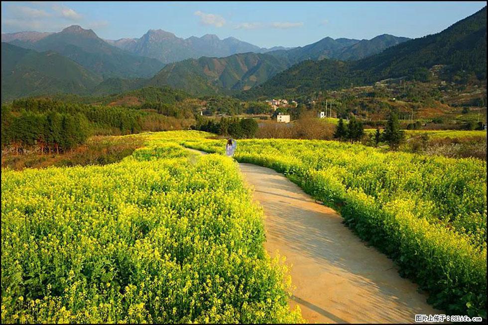 【春天，广西桂林灌阳县向您发出邀请！】长坪村油菜盛情花开 - 游山玩水 - 台州生活社区 - 台州28生活网 tz.28life.net