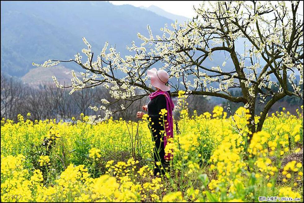 【春天，广西桂林灌阳县向您发出邀请！】长坪村油菜盛情花开 - 游山玩水 - 台州生活社区 - 台州28生活网 tz.28life.net