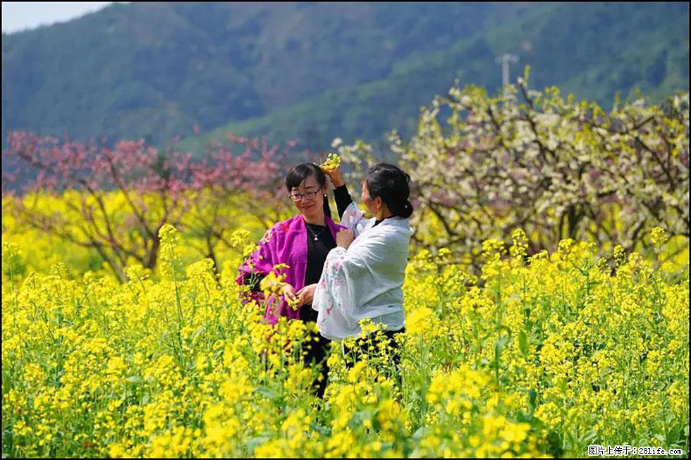 【春天，广西桂林灌阳县向您发出邀请！】长坪村油菜盛情花开 - 游山玩水 - 台州生活社区 - 台州28生活网 tz.28life.net