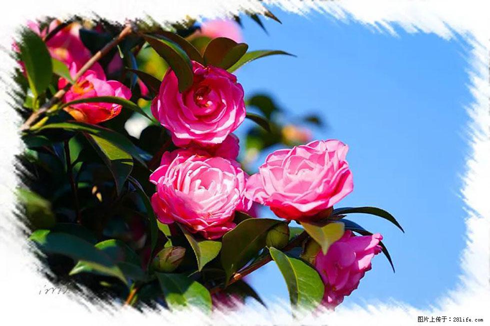 【春天，广西桂林灌阳县向您发出邀请！】杨柳井茶花惹人爱 - 游山玩水 - 台州生活社区 - 台州28生活网 tz.28life.net