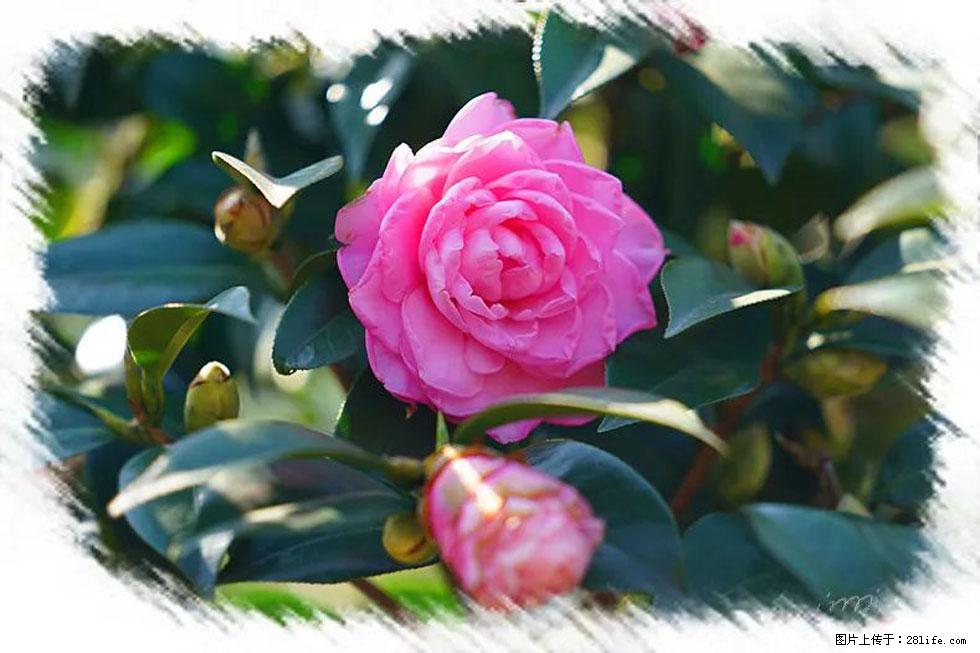 【春天，广西桂林灌阳县向您发出邀请！】杨柳井茶花惹人爱 - 游山玩水 - 台州生活社区 - 台州28生活网 tz.28life.net