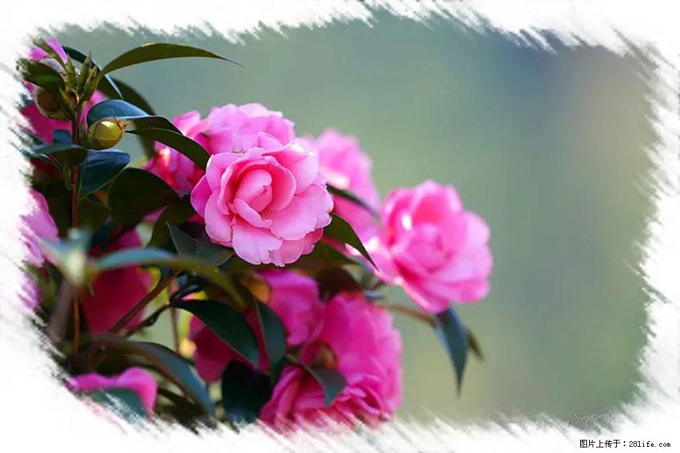 【春天，广西桂林灌阳县向您发出邀请！】杨柳井茶花惹人爱 - 游山玩水 - 台州生活社区 - 台州28生活网 tz.28life.net