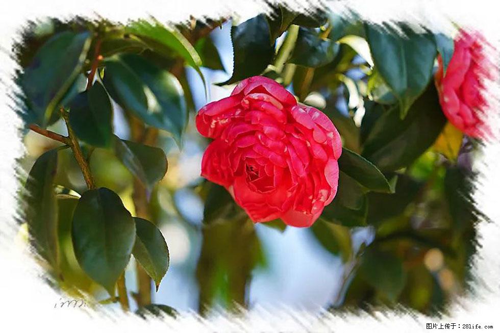 【春天，广西桂林灌阳县向您发出邀请！】杨柳井茶花惹人爱 - 游山玩水 - 台州生活社区 - 台州28生活网 tz.28life.net
