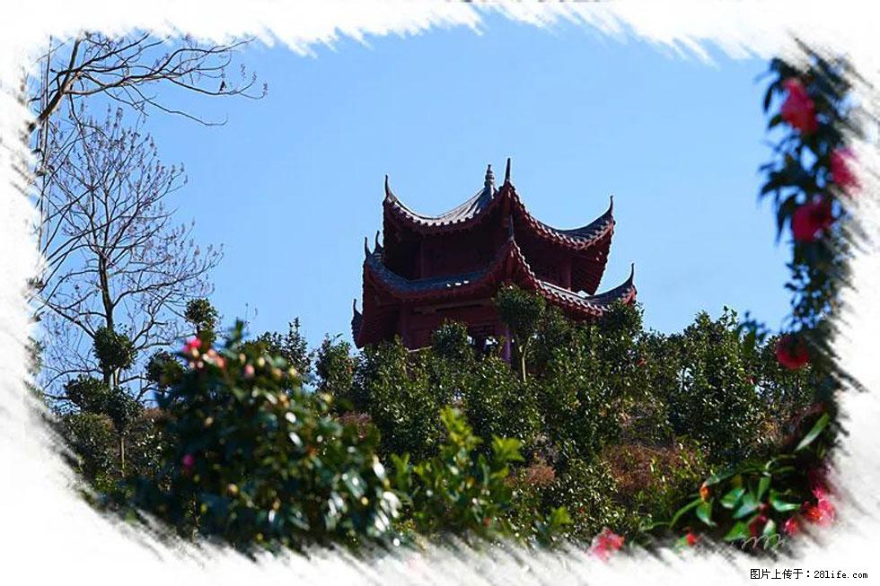 【春天，广西桂林灌阳县向您发出邀请！】杨柳井茶花惹人爱 - 游山玩水 - 台州生活社区 - 台州28生活网 tz.28life.net