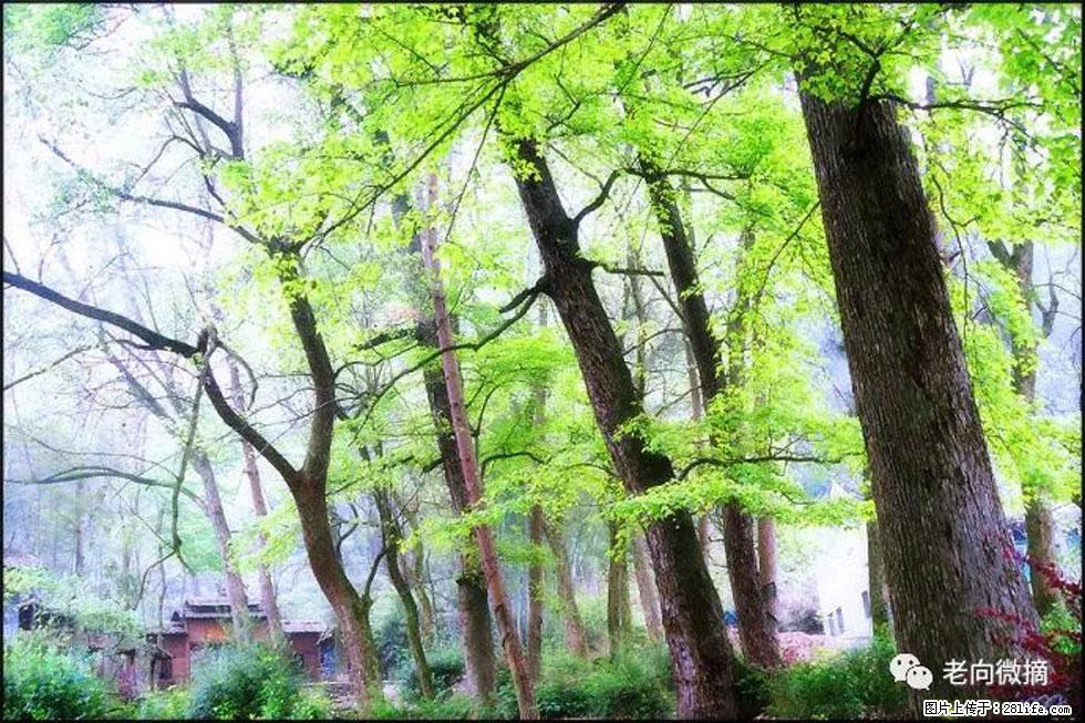 【春天，广西桂林灌阳县向您发出邀请！】在小龙村与春天约会 - 游山玩水 - 台州生活社区 - 台州28生活网 tz.28life.net