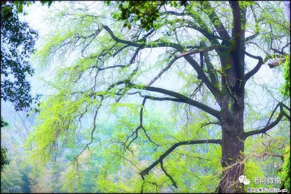 【春天，广西桂林灌阳县向您发出邀请！】在小龙村与春天约会 - 游山玩水 - 台州生活社区 - 台州28生活网 tz.28life.net
