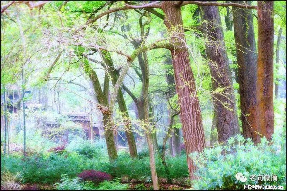 【春天，广西桂林灌阳县向您发出邀请！】在小龙村与春天约会 - 游山玩水 - 台州生活社区 - 台州28生活网 tz.28life.net