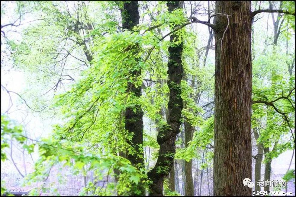 【春天，广西桂林灌阳县向您发出邀请！】在小龙村与春天约会 - 游山玩水 - 台州生活社区 - 台州28生活网 tz.28life.net