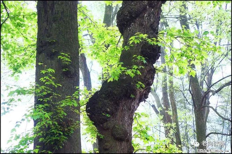 【春天，广西桂林灌阳县向您发出邀请！】在小龙村与春天约会 - 游山玩水 - 台州生活社区 - 台州28生活网 tz.28life.net