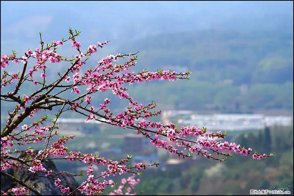 【春天，广西桂林灌阳县向您发出邀请！】望月岭上桃花开 - 游山玩水 - 台州生活社区 - 台州28生活网 tz.28life.net