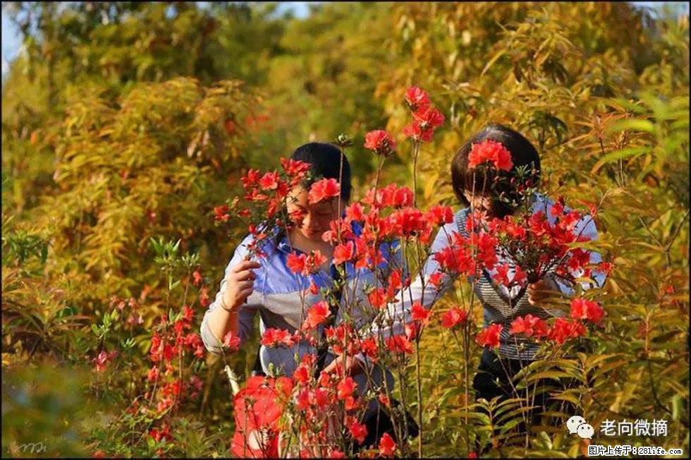 【春天，广西桂林灌阳县向您发出邀请！】登麒麟山，相约映山红 - 游山玩水 - 台州生活社区 - 台州28生活网 tz.28life.net