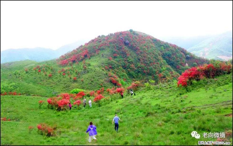 【春天，广西桂林灌阳县向您发出邀请！】宝盖山上映山红 - 游山玩水 - 台州生活社区 - 台州28生活网 tz.28life.net