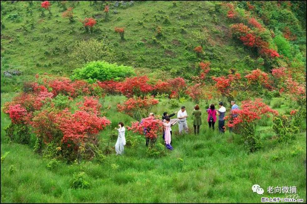 【春天，广西桂林灌阳县向您发出邀请！】宝盖山上映山红 - 游山玩水 - 台州生活社区 - 台州28生活网 tz.28life.net