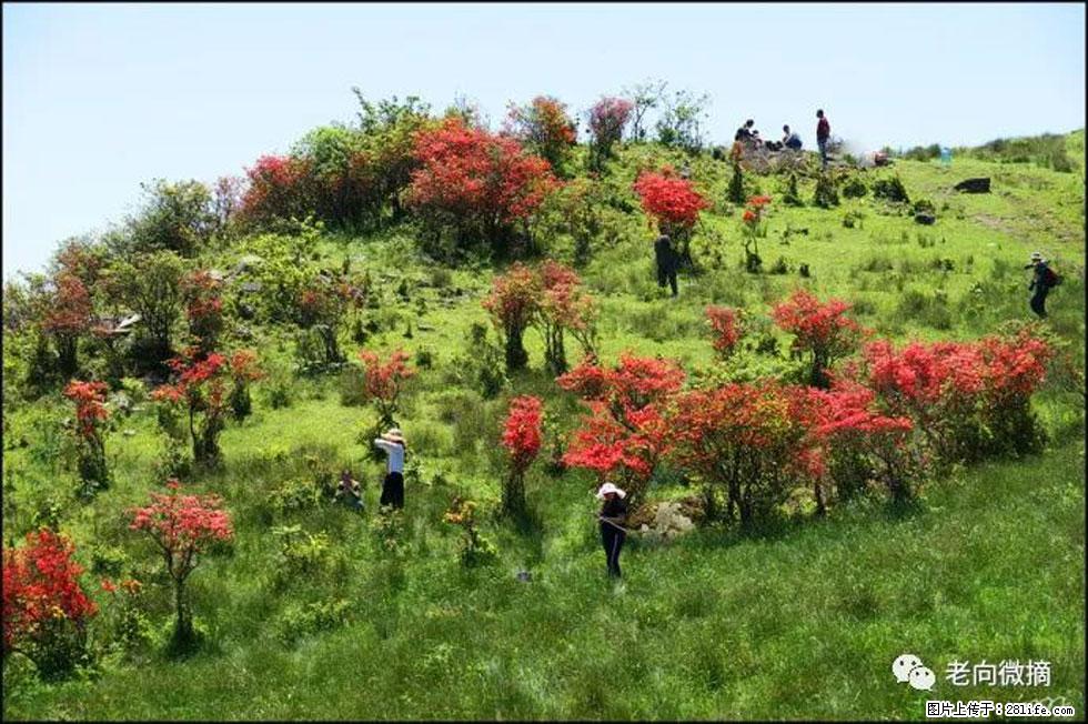 【春天，广西桂林灌阳县向您发出邀请！】宝盖山上映山红 - 游山玩水 - 台州生活社区 - 台州28生活网 tz.28life.net