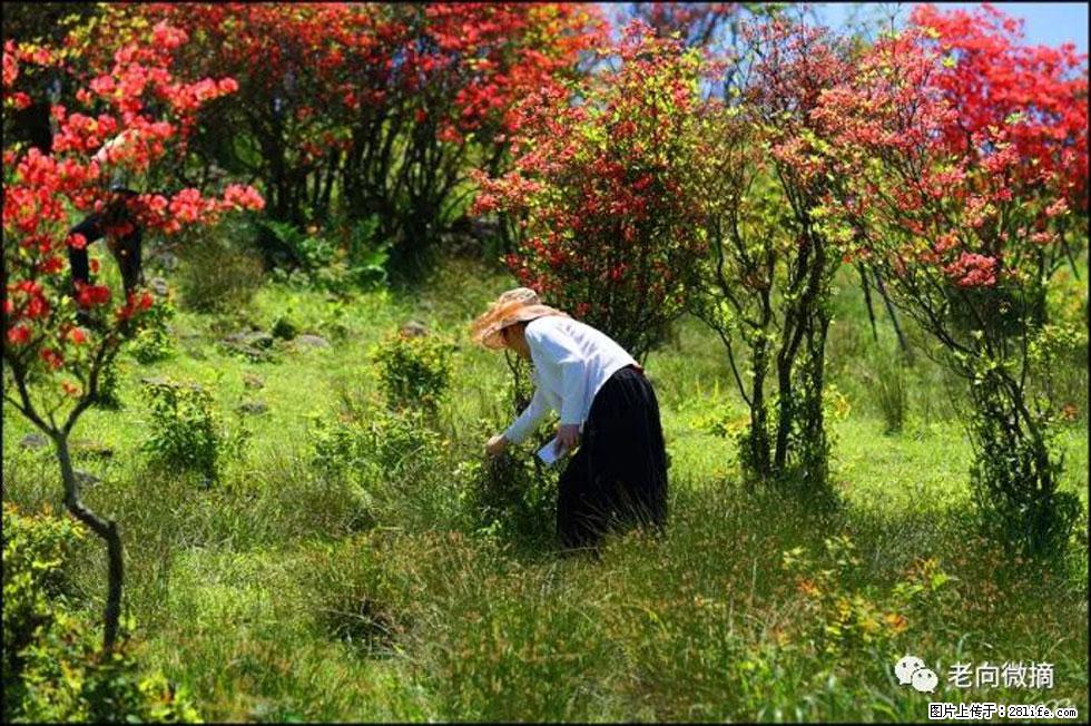 【春天，广西桂林灌阳县向您发出邀请！】宝盖山上映山红 - 游山玩水 - 台州生活社区 - 台州28生活网 tz.28life.net