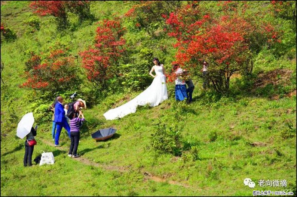 【春天，广西桂林灌阳县向您发出邀请！】宝盖山上映山红 - 游山玩水 - 台州生活社区 - 台州28生活网 tz.28life.net