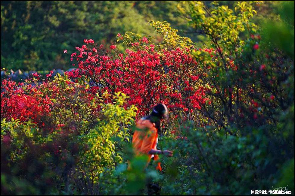 【春天，广西桂林灌阳县向您发出邀请！】春木界上映山红 - 游山玩水 - 台州生活社区 - 台州28生活网 tz.28life.net