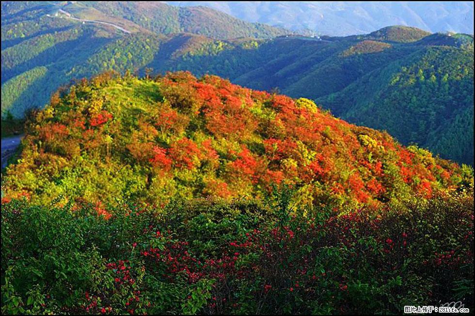 【春天，广西桂林灌阳县向您发出邀请！】春木界上映山红 - 游山玩水 - 台州生活社区 - 台州28生活网 tz.28life.net
