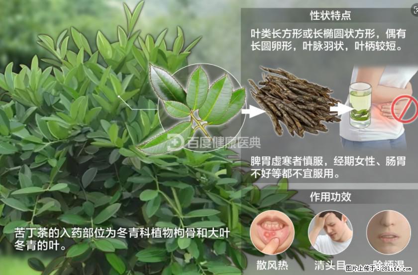 苦丁茶有哪些功效和作用 - 生活百科 - 台州生活社区 - 台州28生活网 tz.28life.net