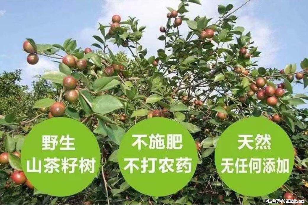 【灌阳县油茶产业示范区】一个有着充实的精神生活的人,对待身外之物自会有一种淡泊的态度 - 土特产 - 饮食特产 - 台州分类信息 - 台州28生活网 tz.28life.net