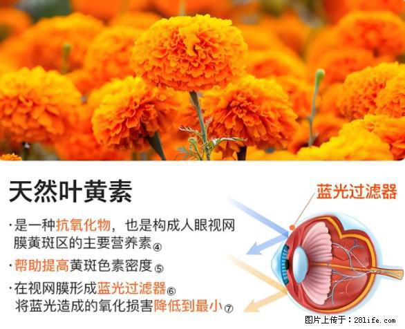 叶黄素有什么功效和作用 - 生活百科 - 台州生活社区 - 台州28生活网 tz.28life.net