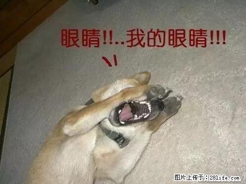 笑癫了！一女的怀孕三年未生，他终于忍不住了... - 娱乐八卦 - 台州生活社区 - 台州28生活网 tz.28life.net