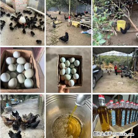 油茶园从小鸡仔开始养起的纯土鸡、土鸡蛋可以预定啦！还有前几天刚榨的纯山茶油哦 - 美食天地 - 台州生活社区 - 台州28生活网 tz.28life.net