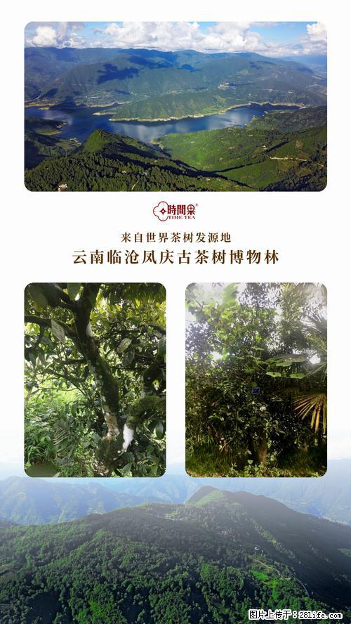 时间果百年古树2025年春红茶 - 购物交流 - 台州生活社区 - 台州28生活网 tz.28life.net