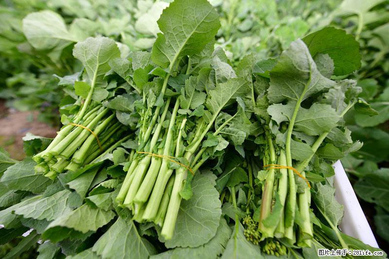 这些蔬菜是“天然钙片”，这6种被医生重点推荐 - 台州生活资讯 - 台州28生活网 tz.28life.net